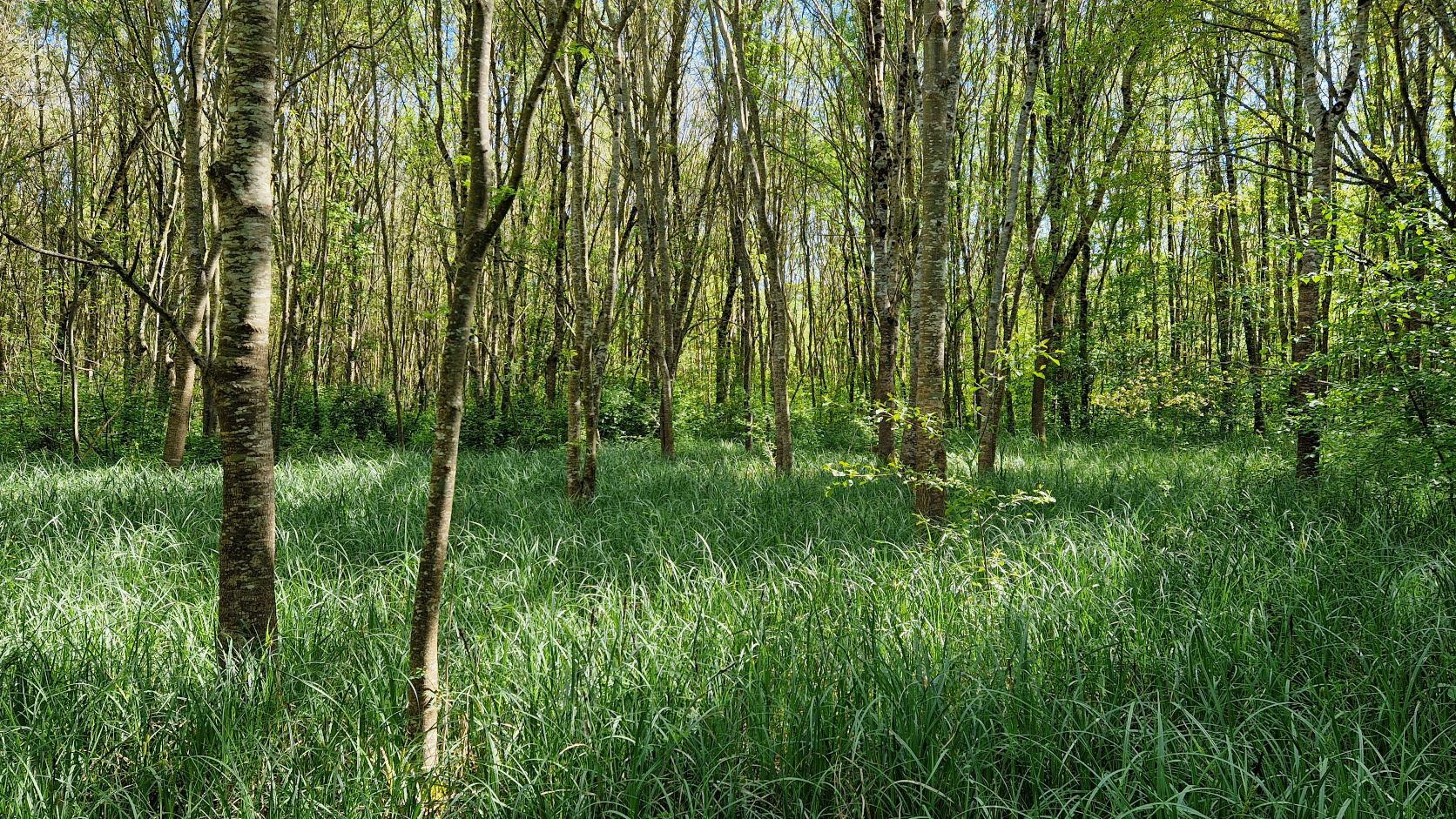 Zone humide avec eau, végétation et roseaux